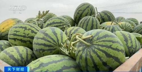 湖北网红吃瓜事件,揭秘网络舆论的风暴与真相  第3张